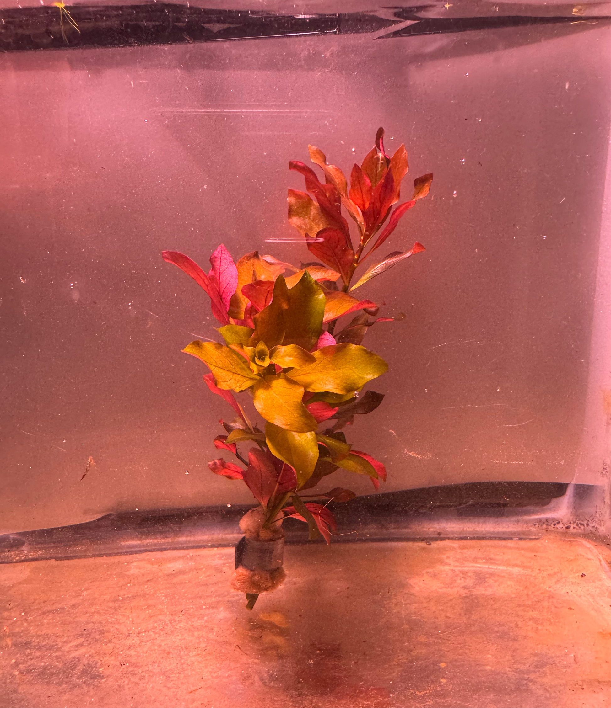 Ludwiga Gladulosa