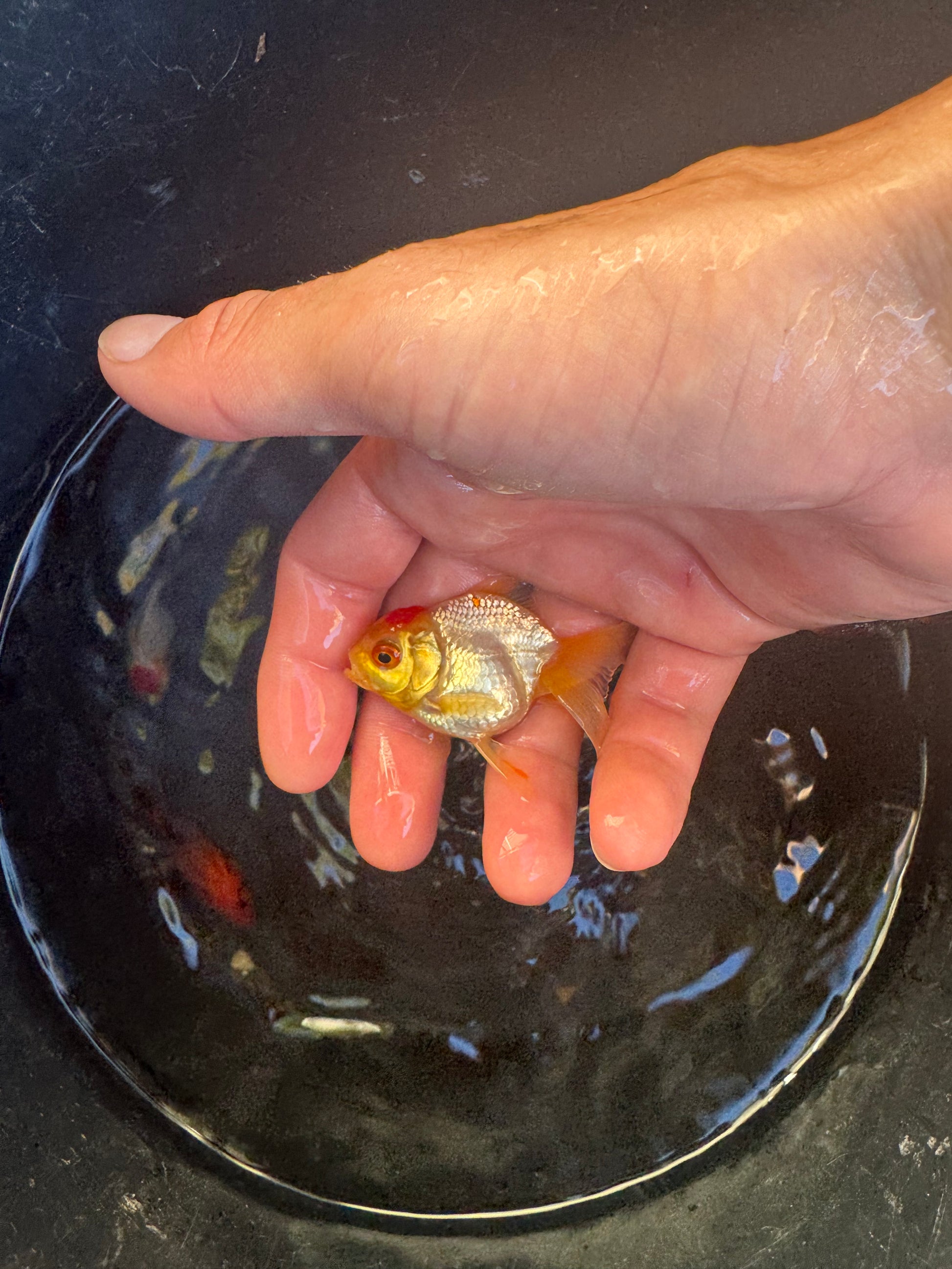 LIMITED STOCK! Imported Fancy Goldfish!