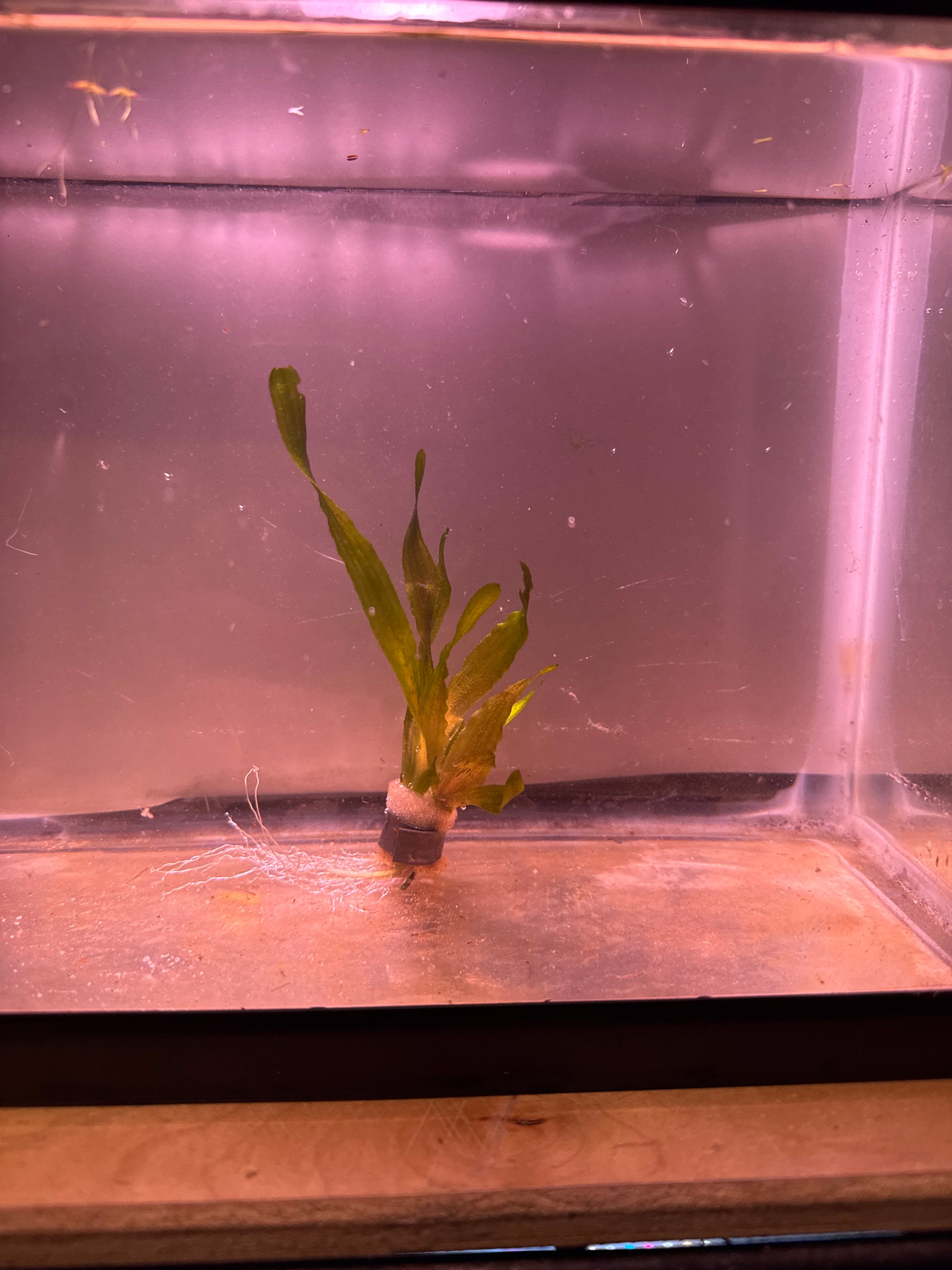 Vallisneria americana 
(American Val)