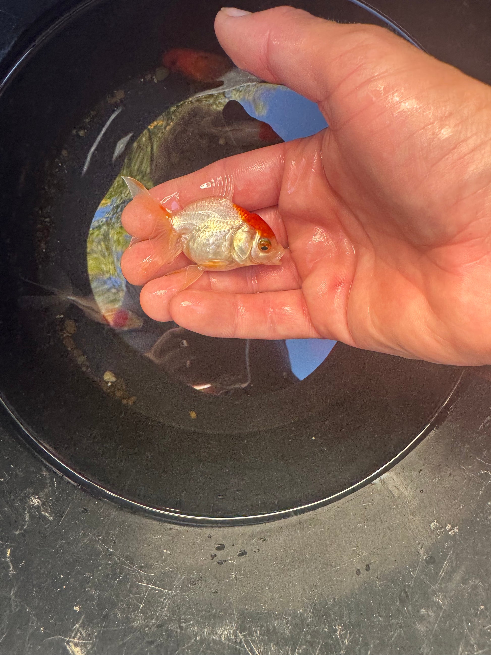 LIMITED STOCK! Imported Fancy Goldfish!