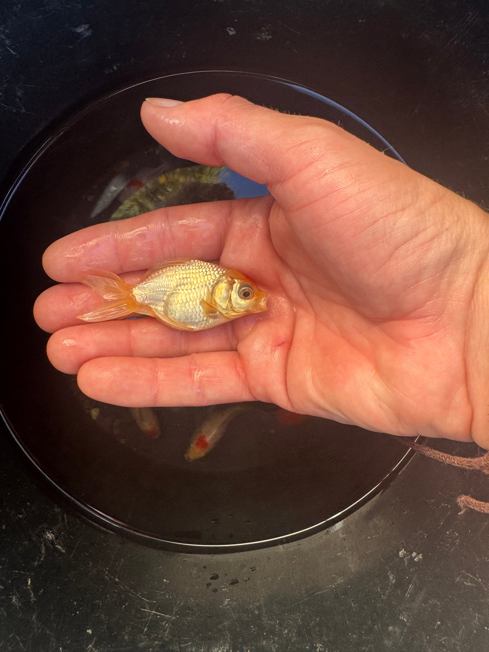 LIMITED STOCK! Imported Fancy Goldfish!