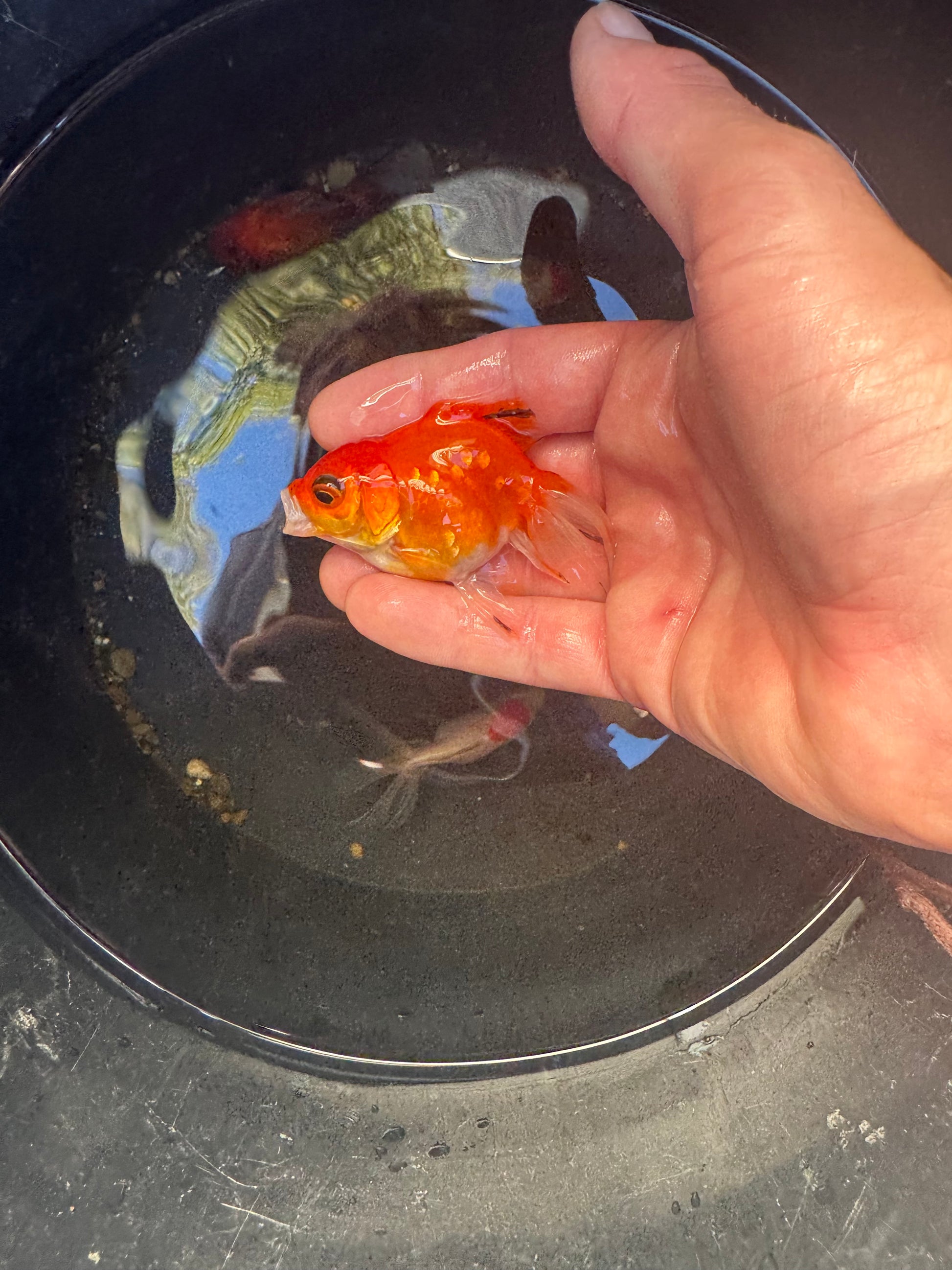LIMITED STOCK! Imported Fancy Goldfish!