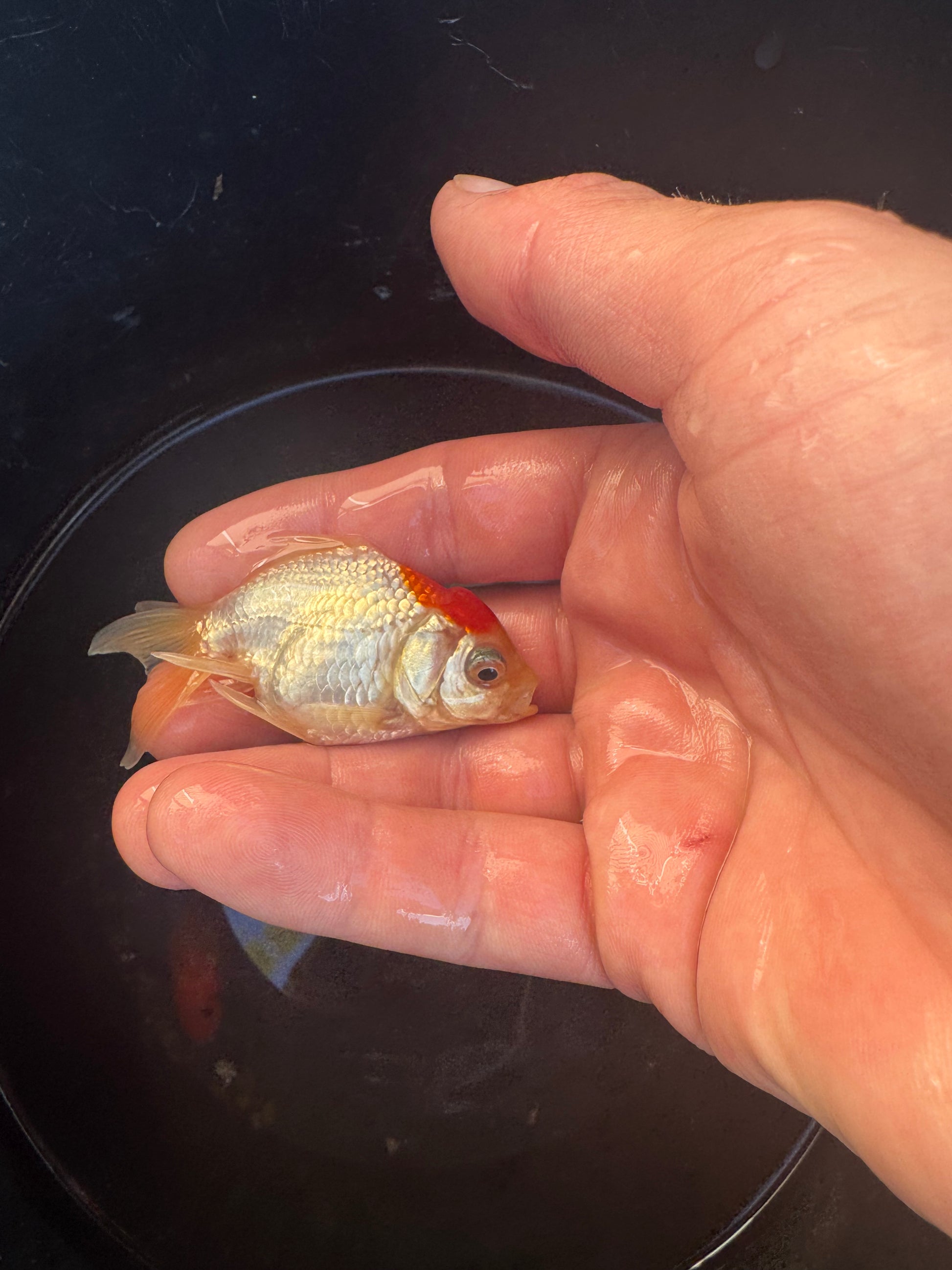 LIMITED STOCK! Imported Fancy Goldfish!