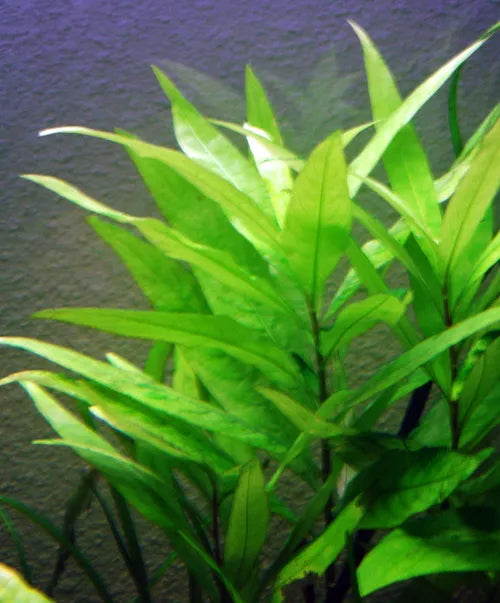 Hygrophila corymbosa (GIANT HYGRO)