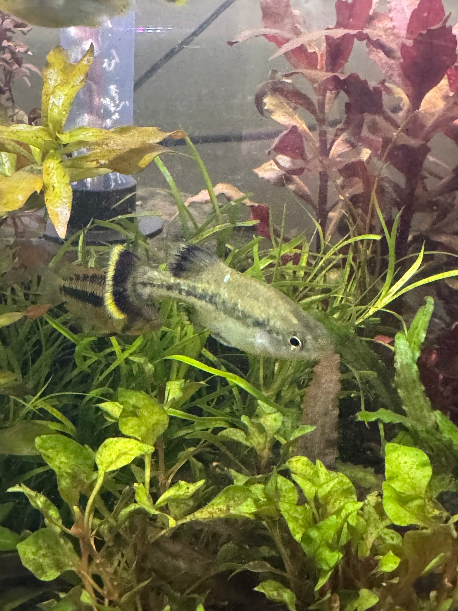 Ameca Splendens (Rare livebearer)