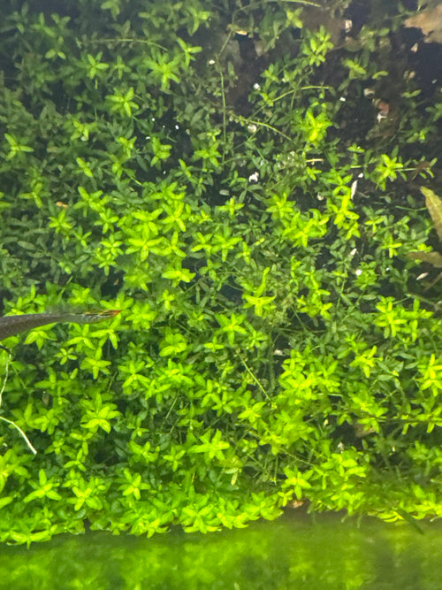 Hemianthus micranthemoides (Pearl Weed)