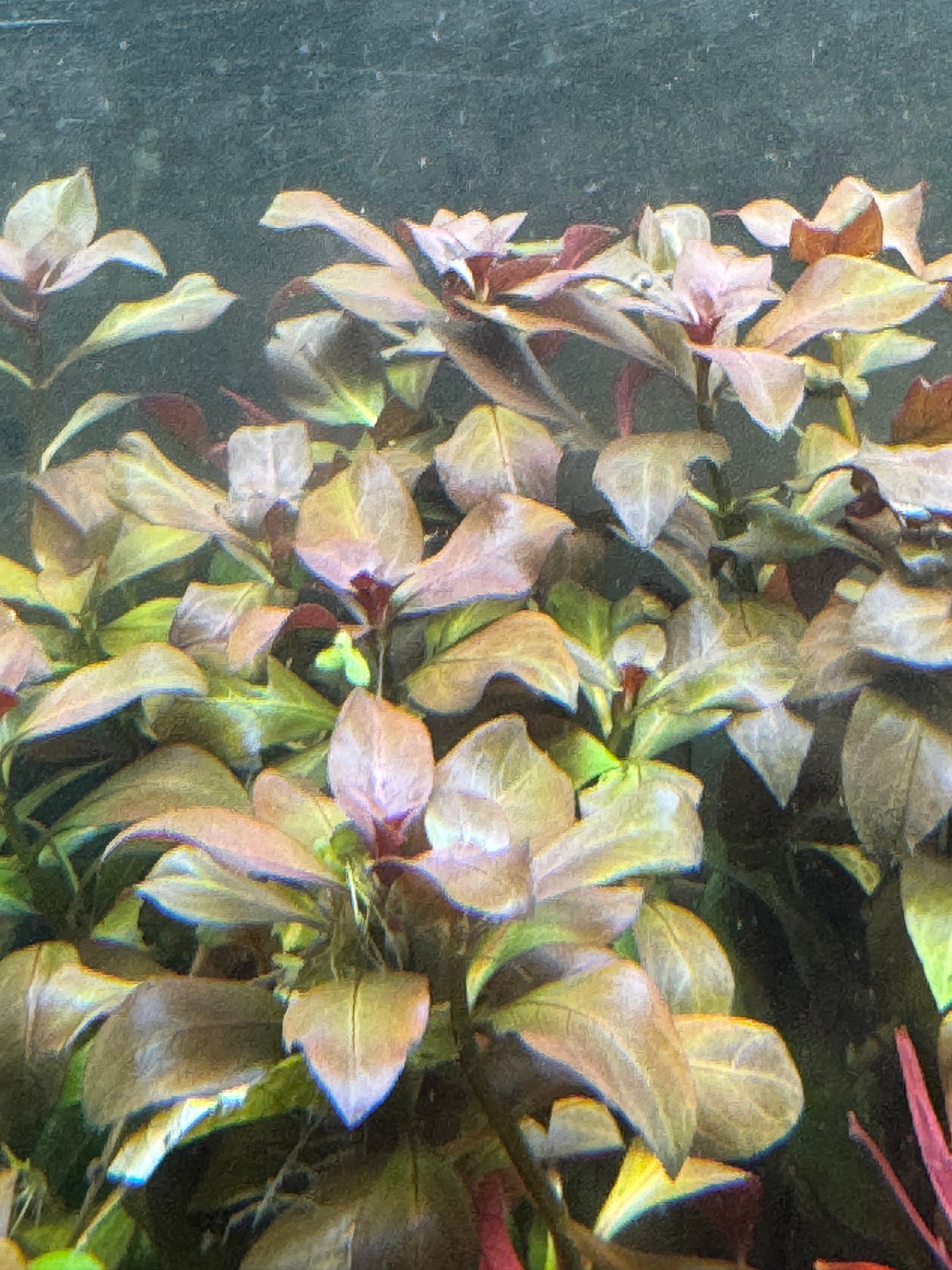 Ludwiga Gladulosa