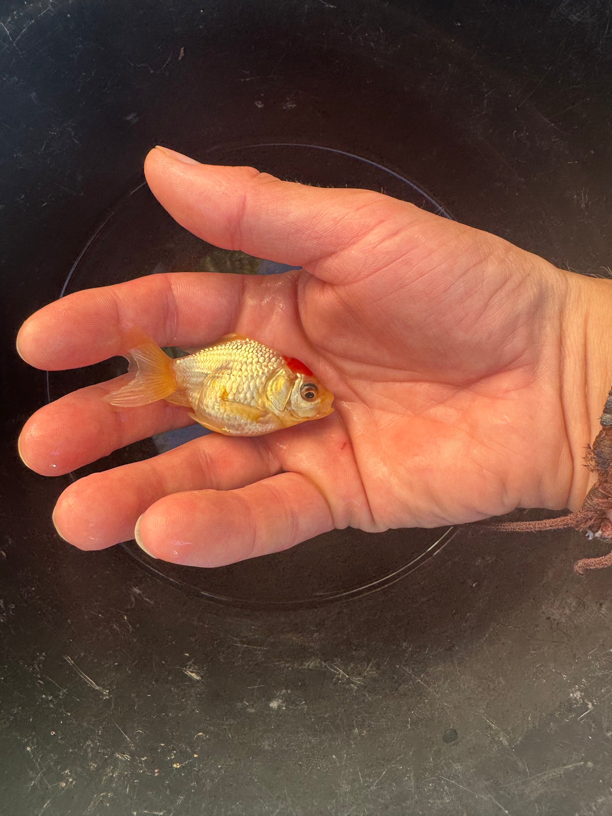 LIMITED STOCK! Imported Fancy Goldfish!