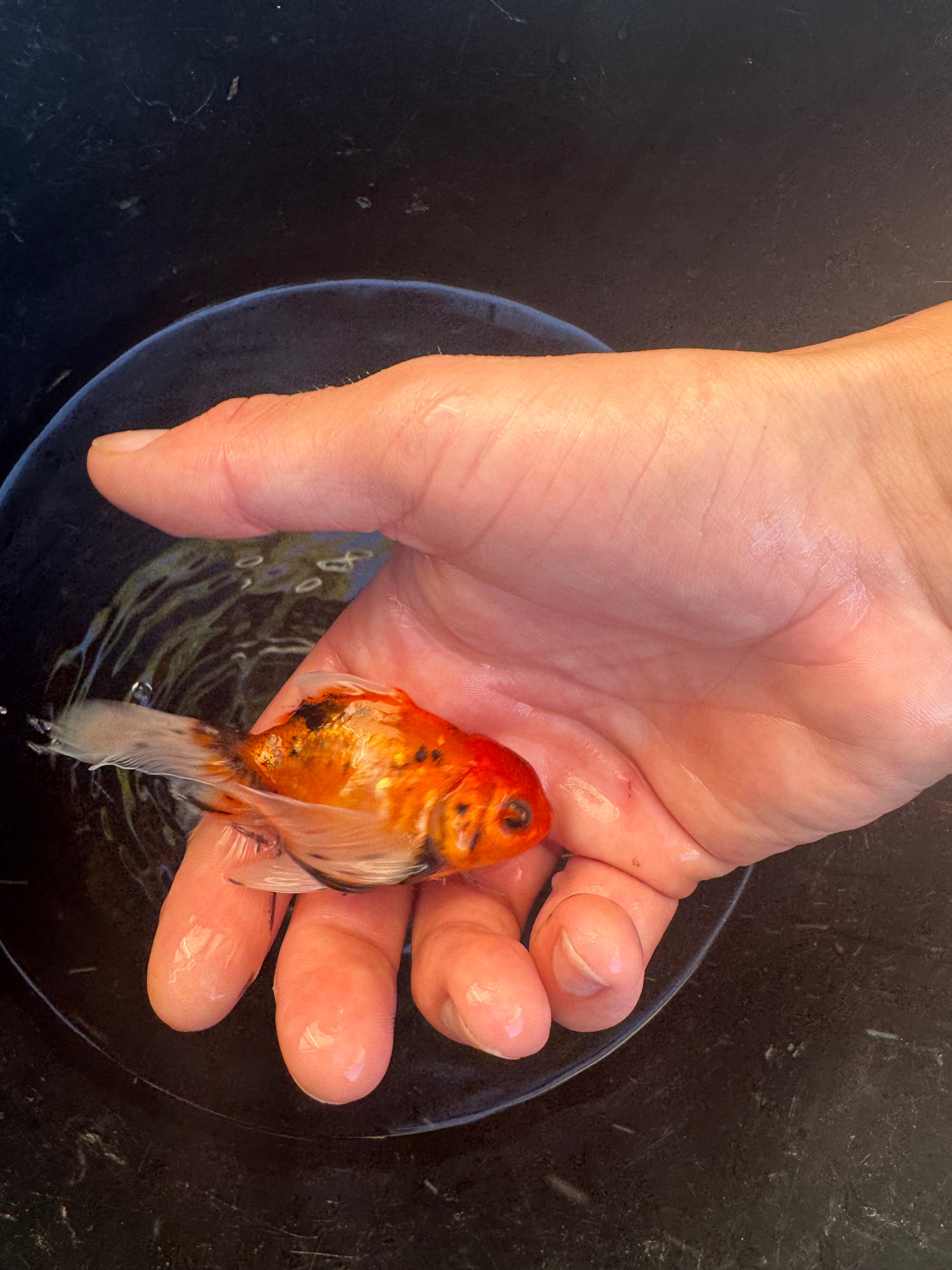 LIMITED STOCK! Imported Fancy Goldfish!