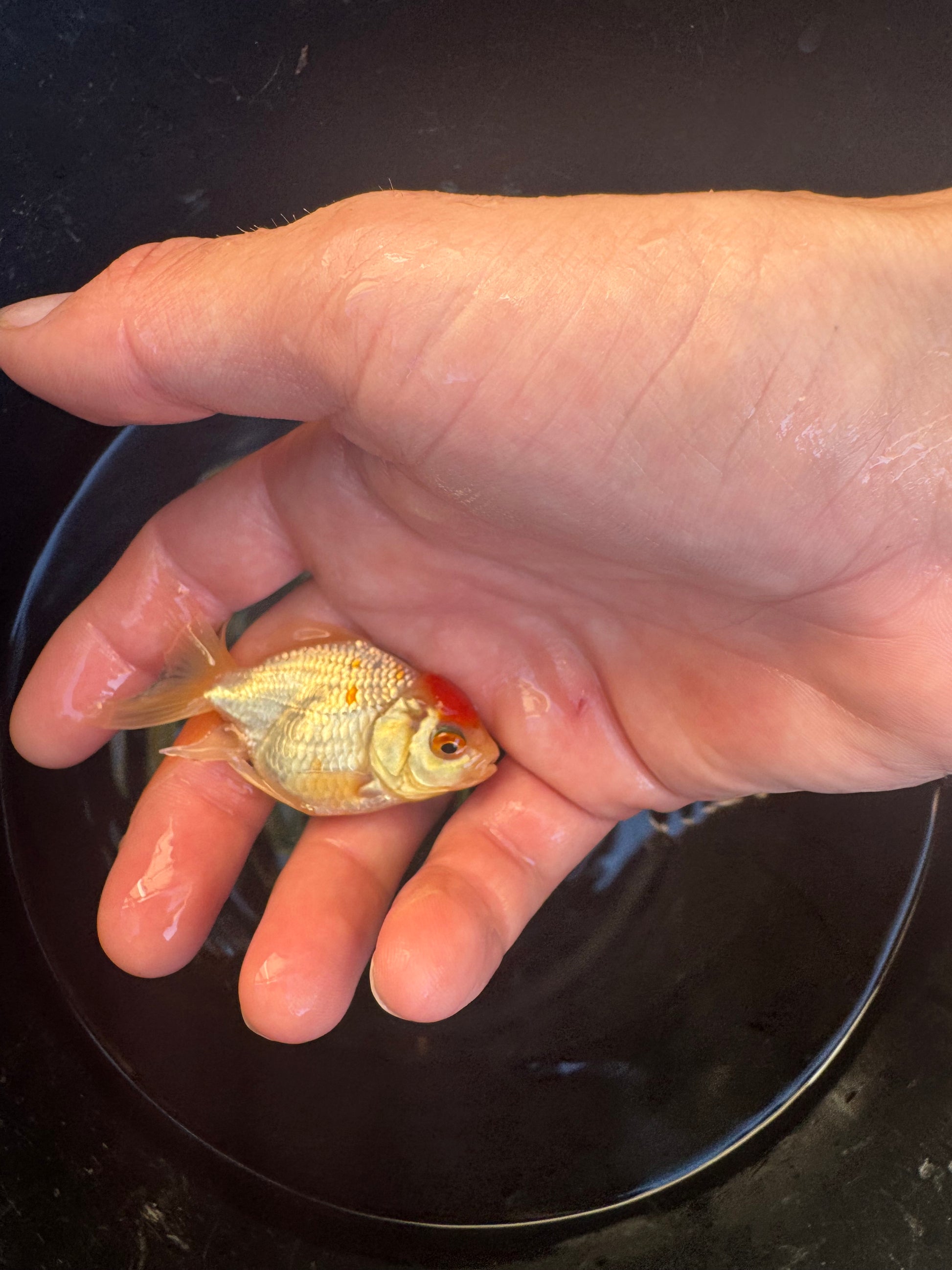 LIMITED STOCK! Imported Fancy Goldfish!