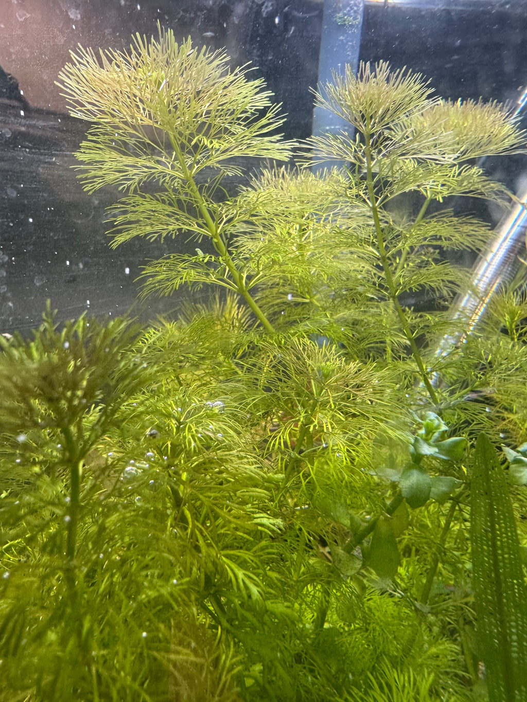 Limnophila Hetrophylla