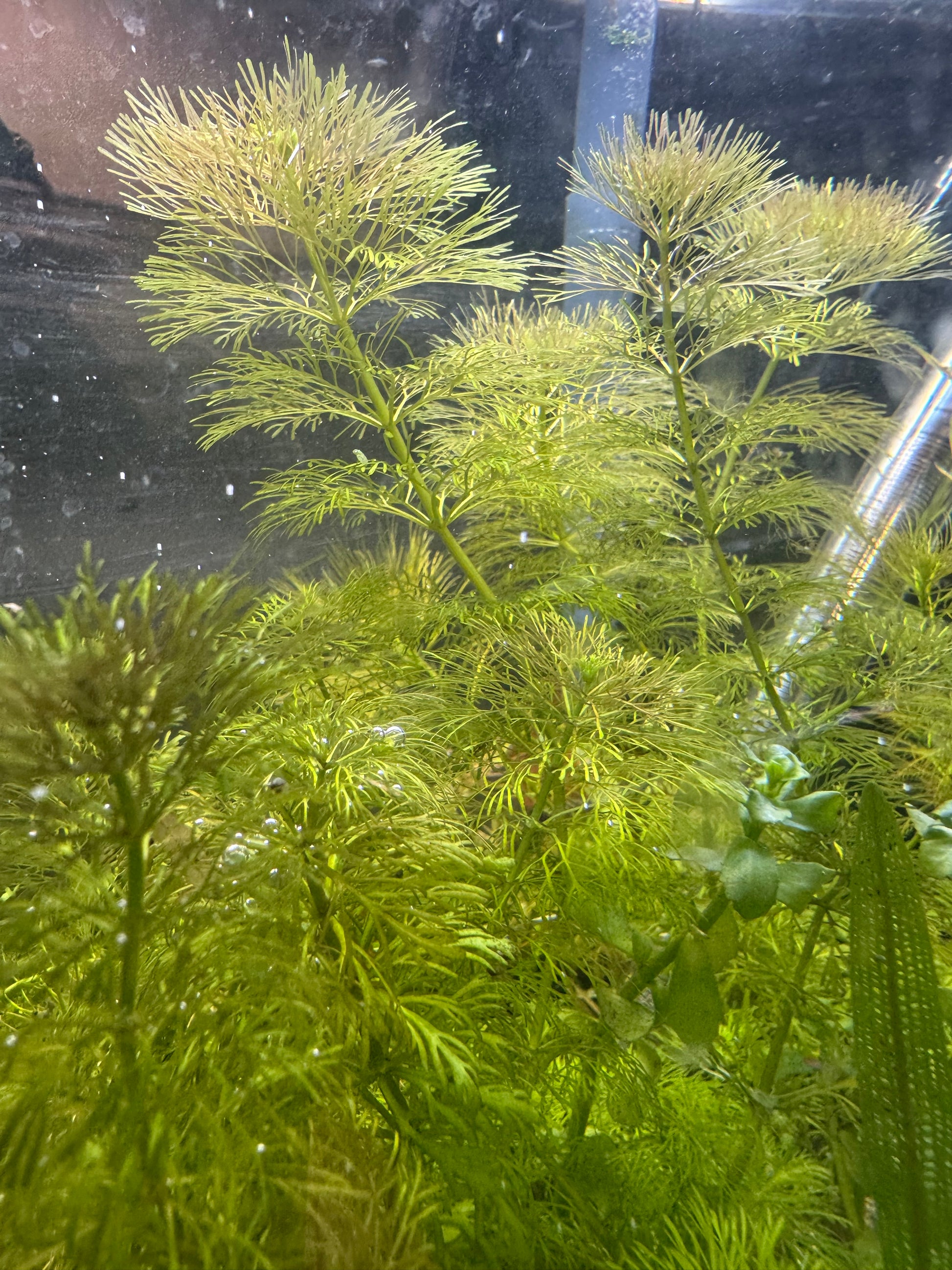 Limnophila Hetrophylla