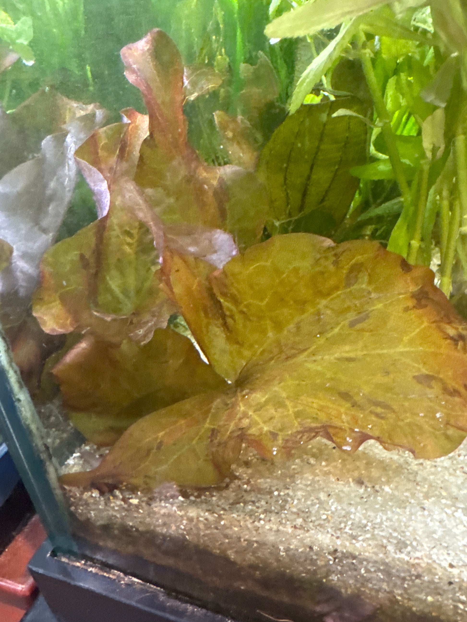 Nymphaea stellata (Dwarf Aquarium Lily)