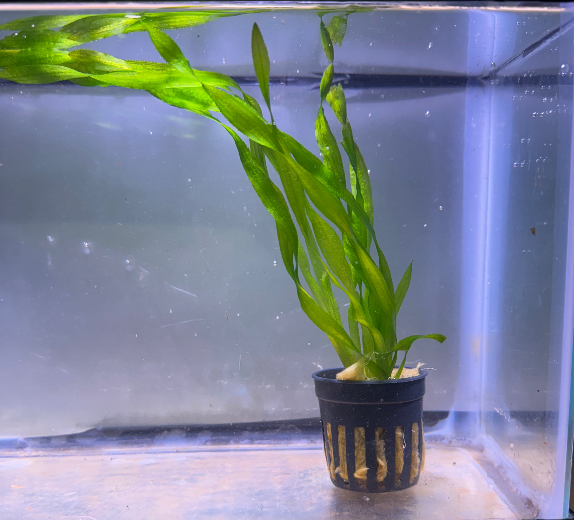 Vallisneria americana 
(American Val)