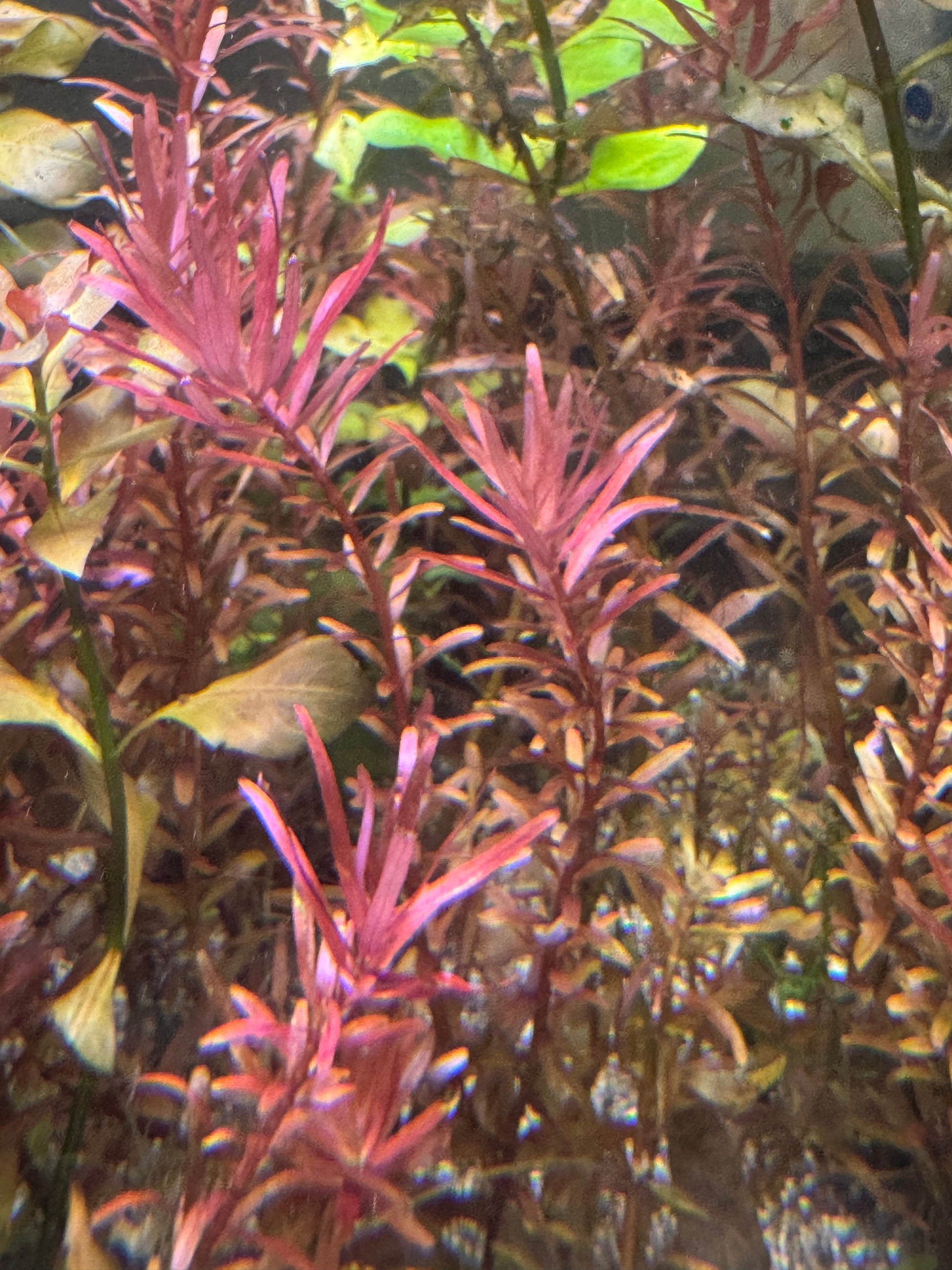 Rotala rotundifolia 'Orange Juice'
