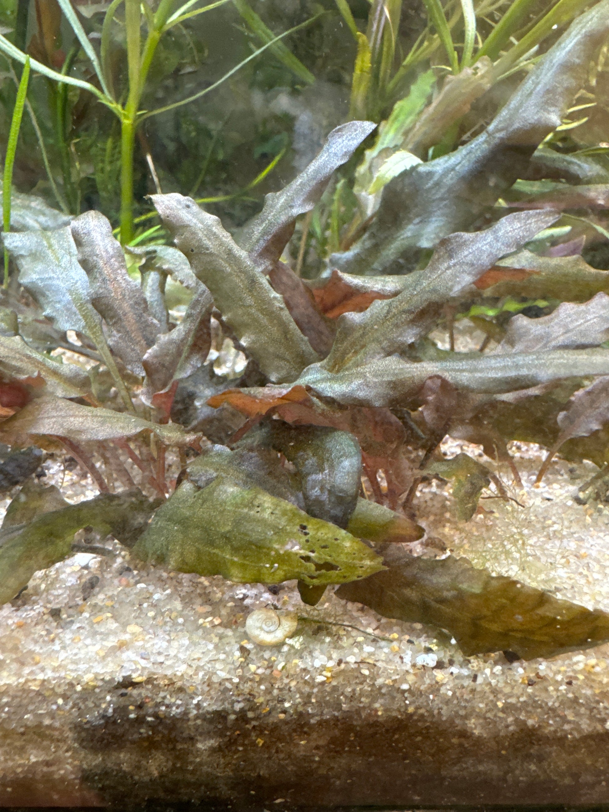 Cryptocoryne wendtii ‘Brown’