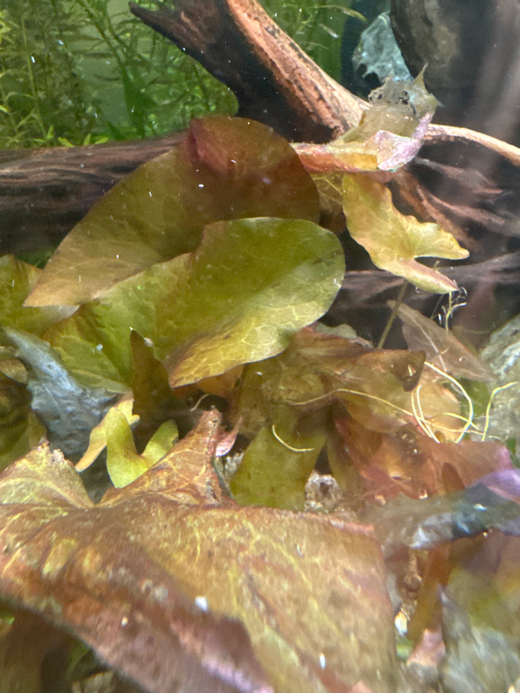 Nymphaea stellata (Dwarf Aquarium Lily)
