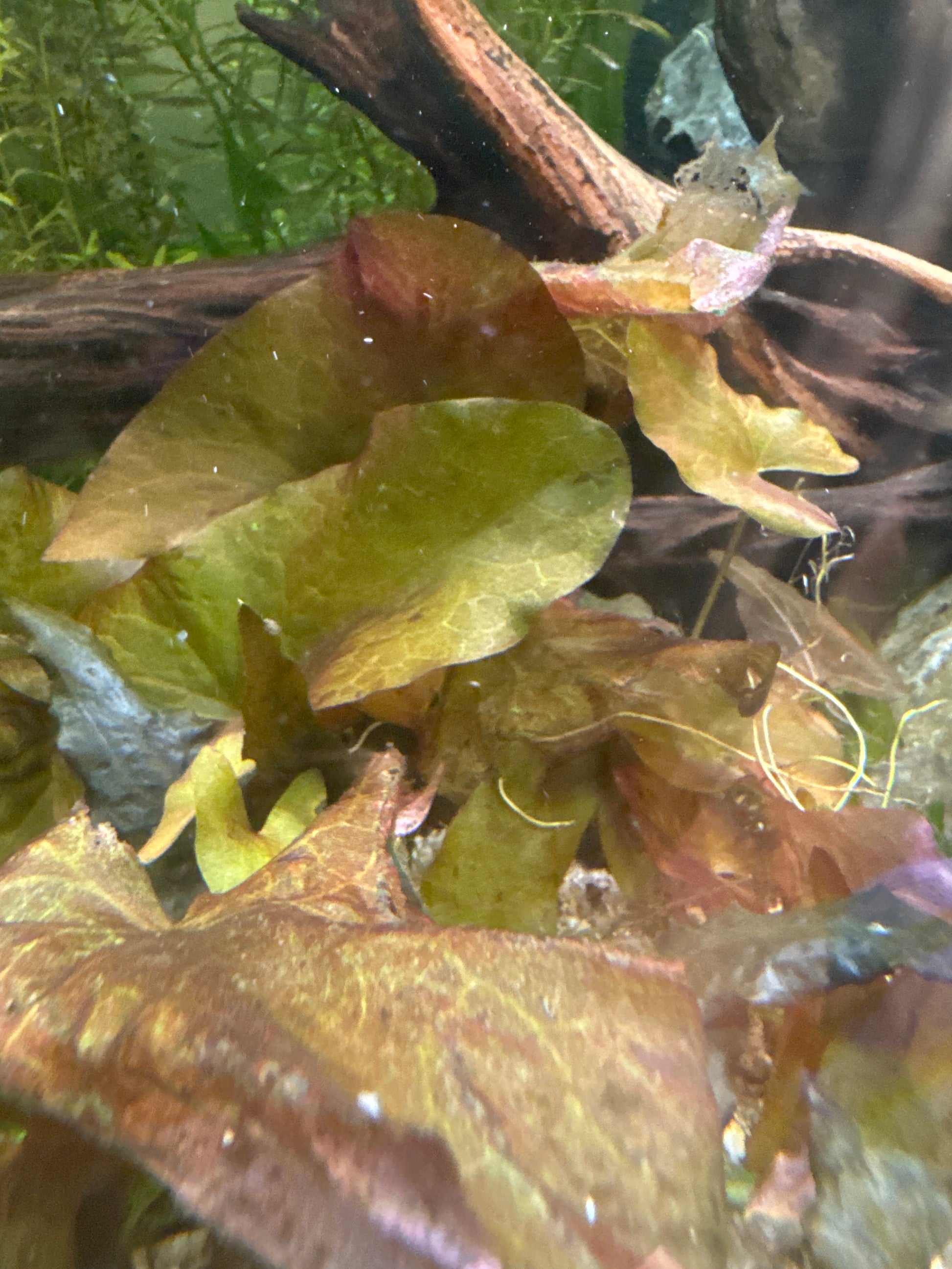 Nymphaea stellata (Dwarf Aquarium Lily)
