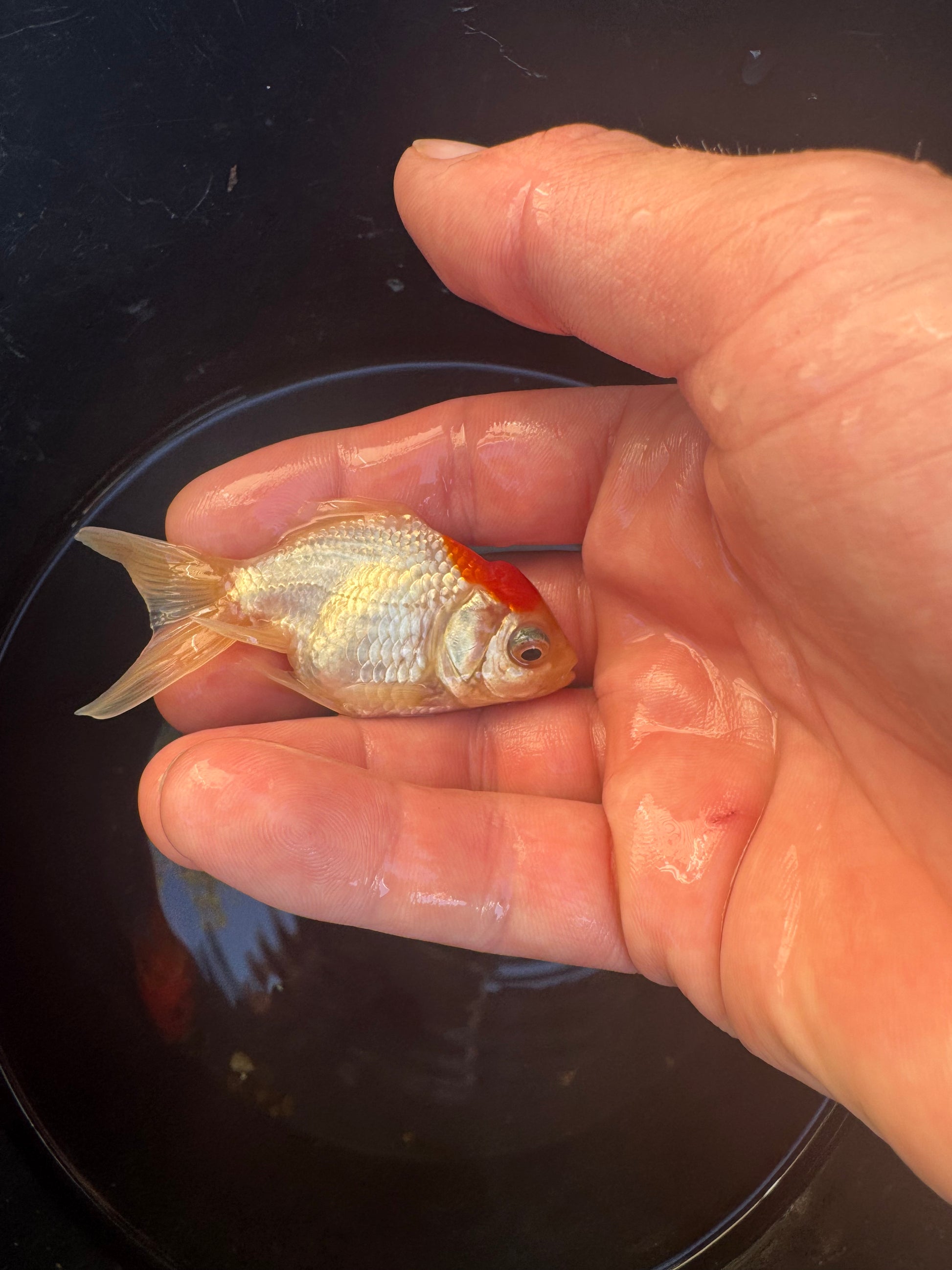 LIMITED STOCK! Imported Fancy Goldfish!