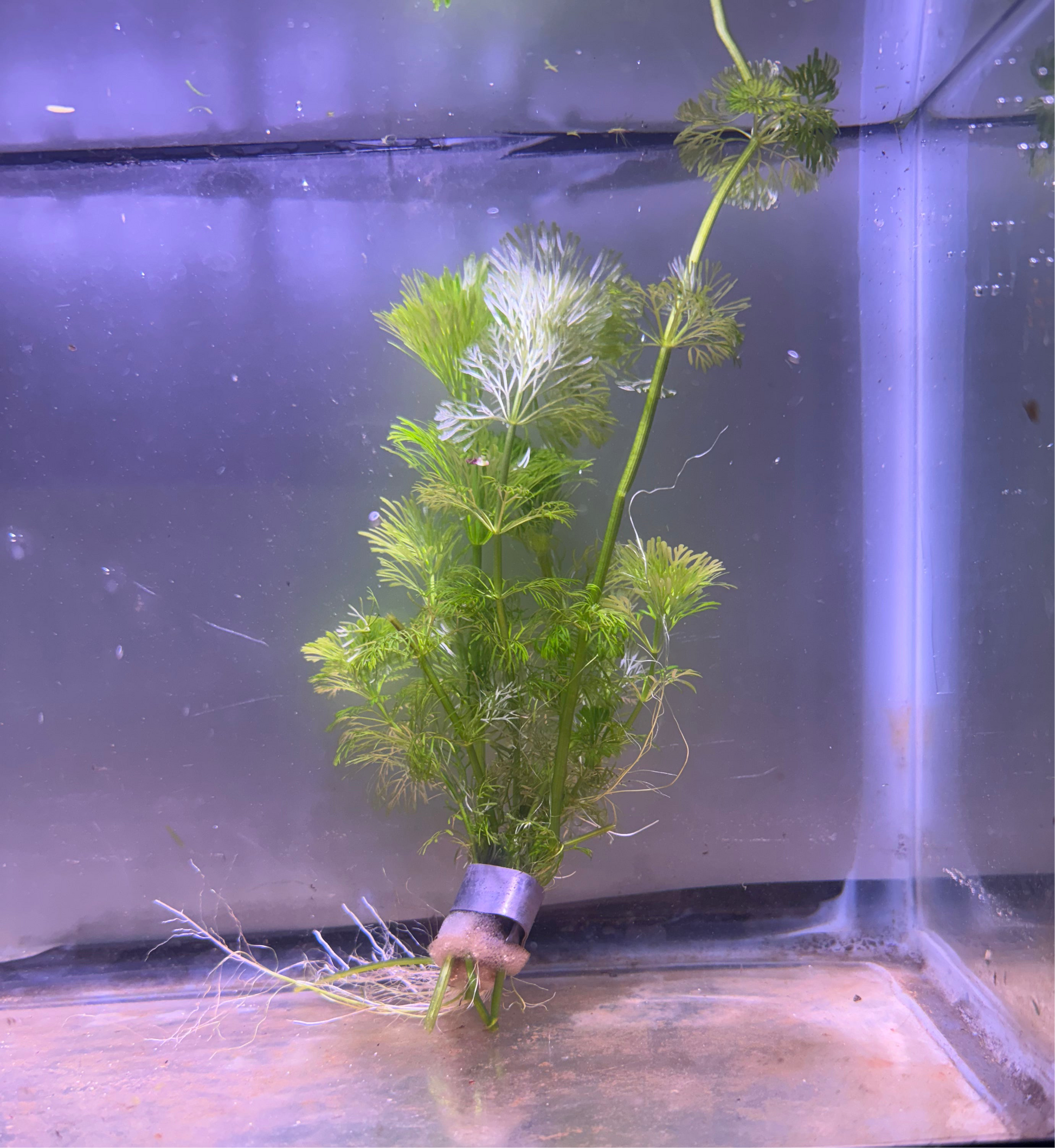 Limnophila Hetrophylla