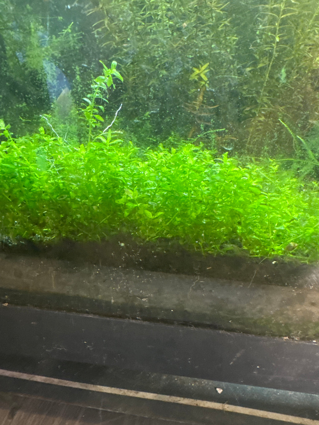 Hemianthus micranthemoides (Pearl Weed)