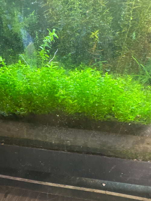 Hemianthus micranthemoides (Pearl Weed)