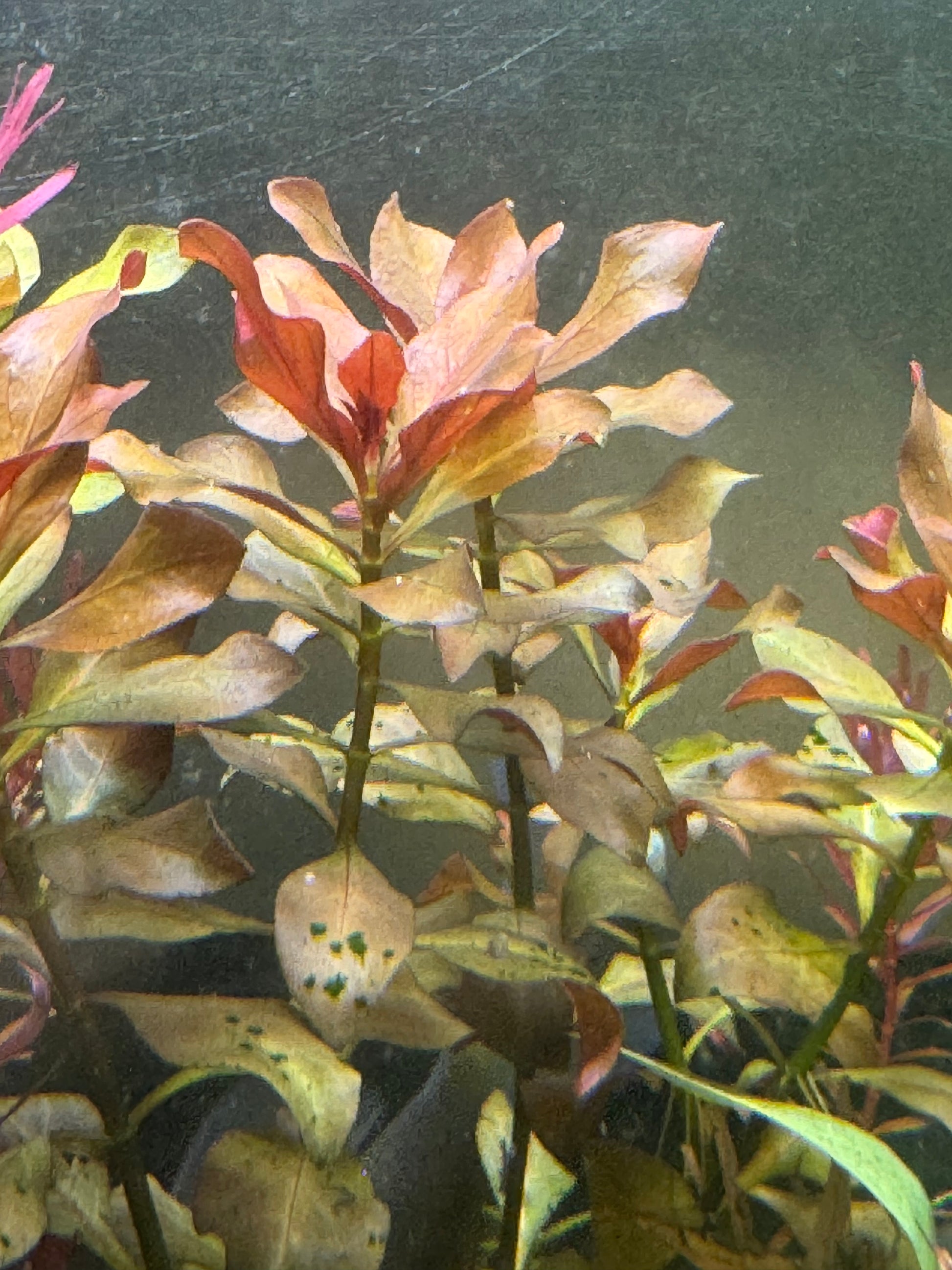 Ludwiga Gladulosa