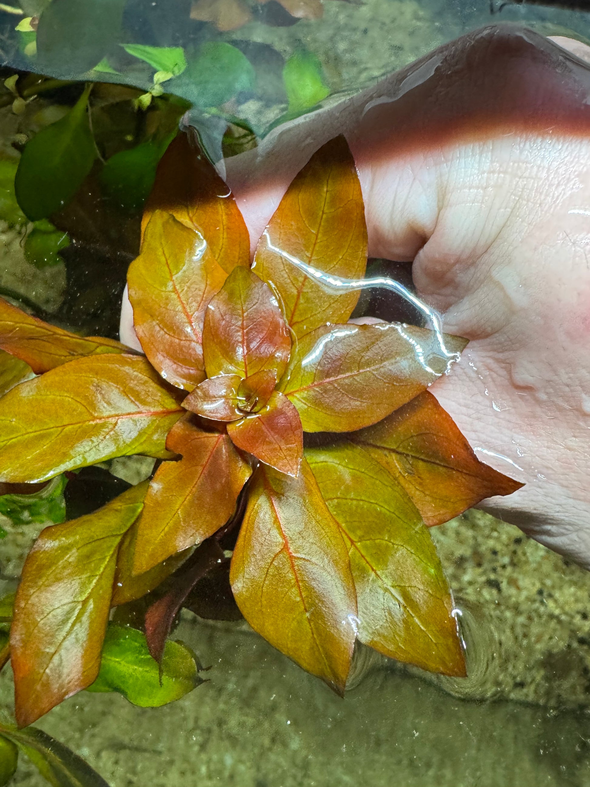 Ludwiga Gladulosa