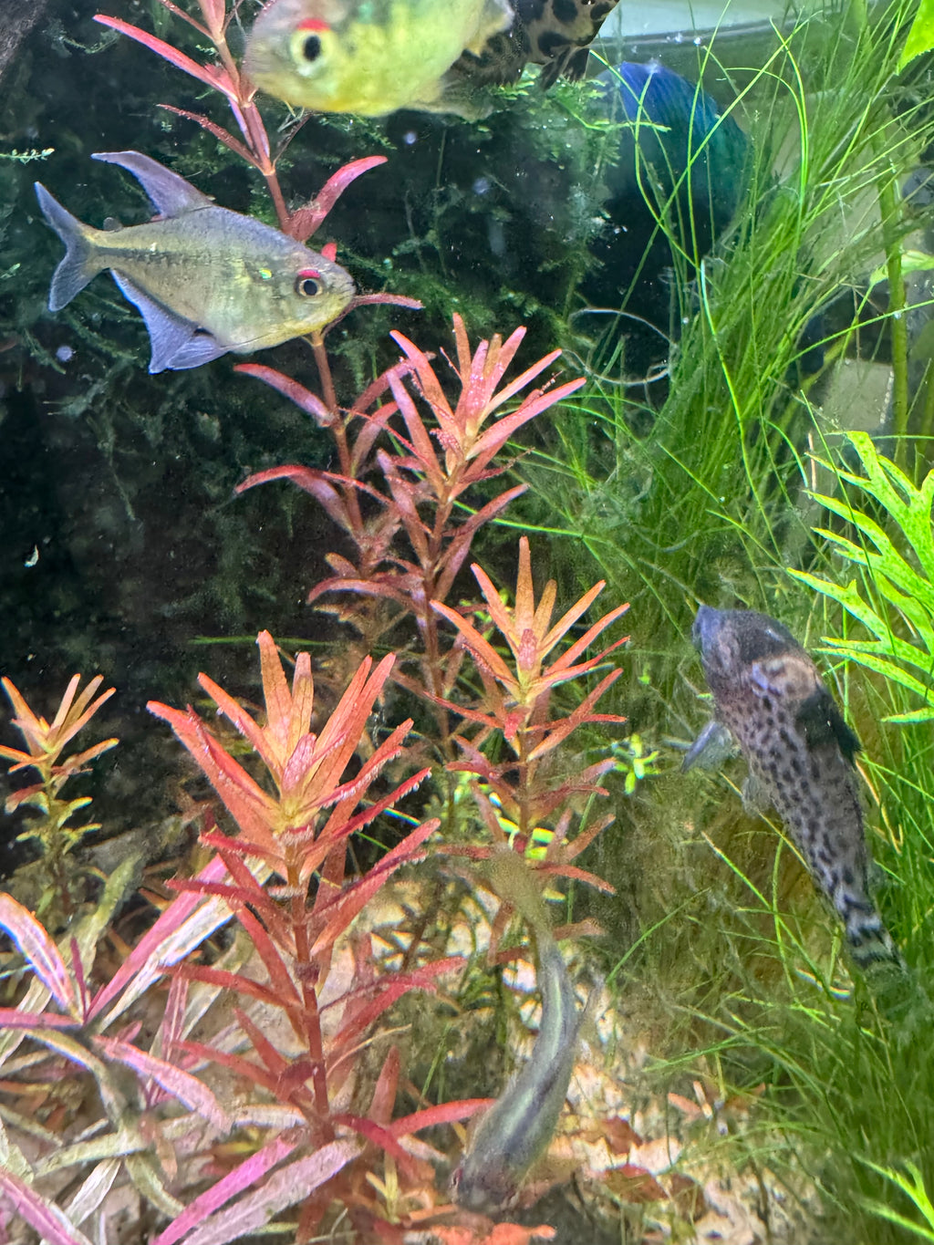 Rotala rotundifolia 'Orange Juice'
