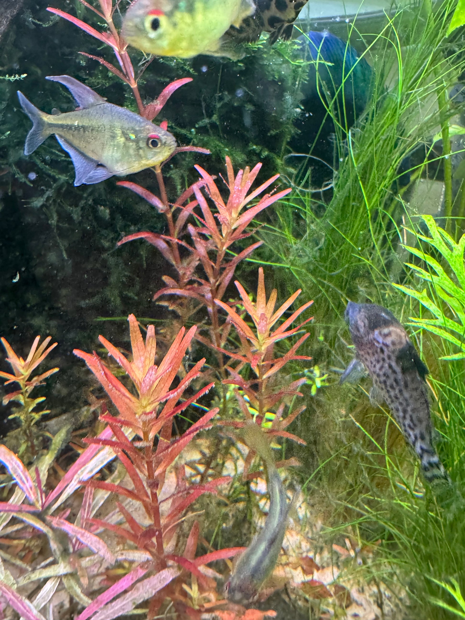 Rotala rotundifolia 'Orange Juice'