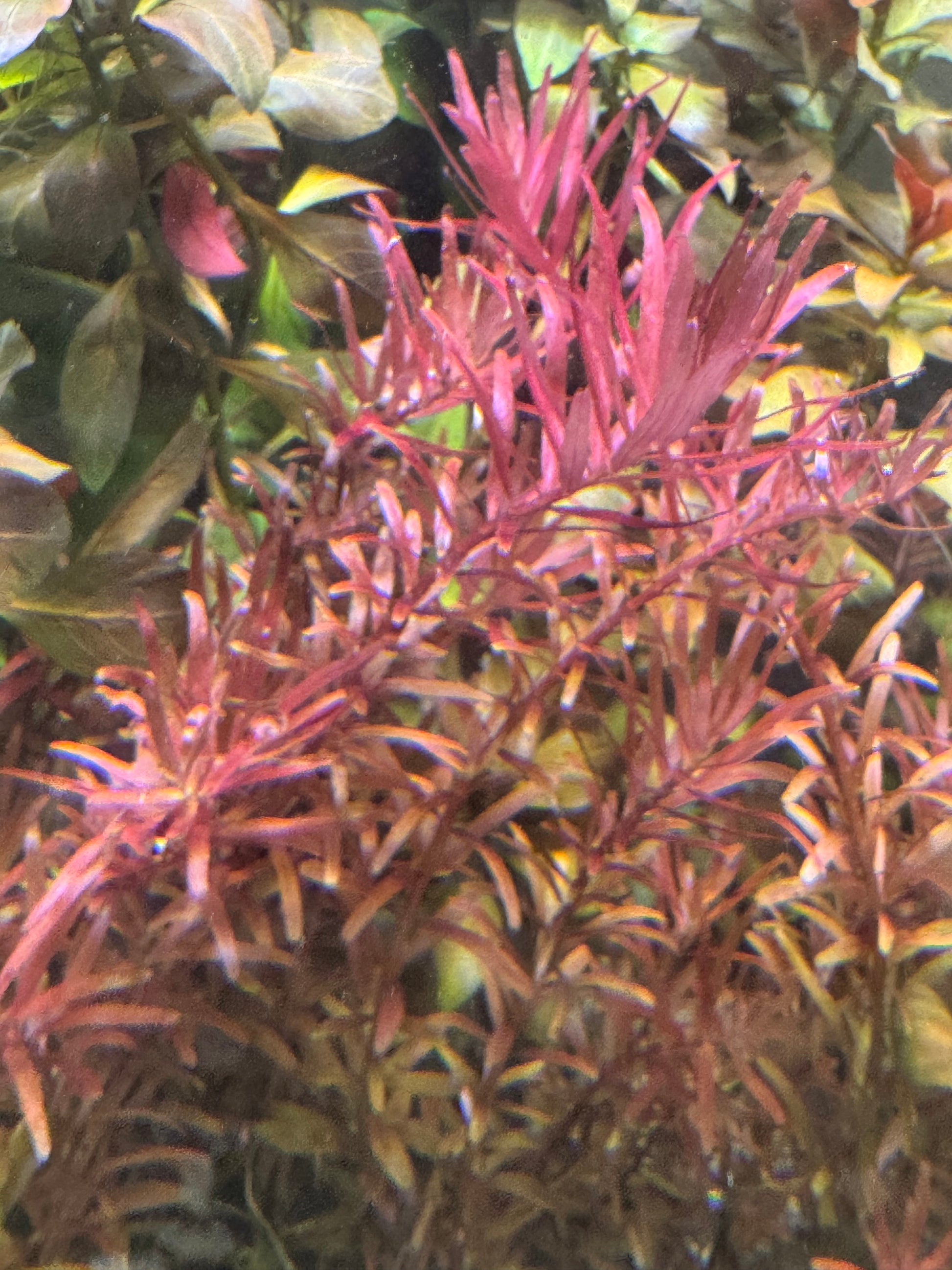 Rotala rotundifolia 'Orange Juice'