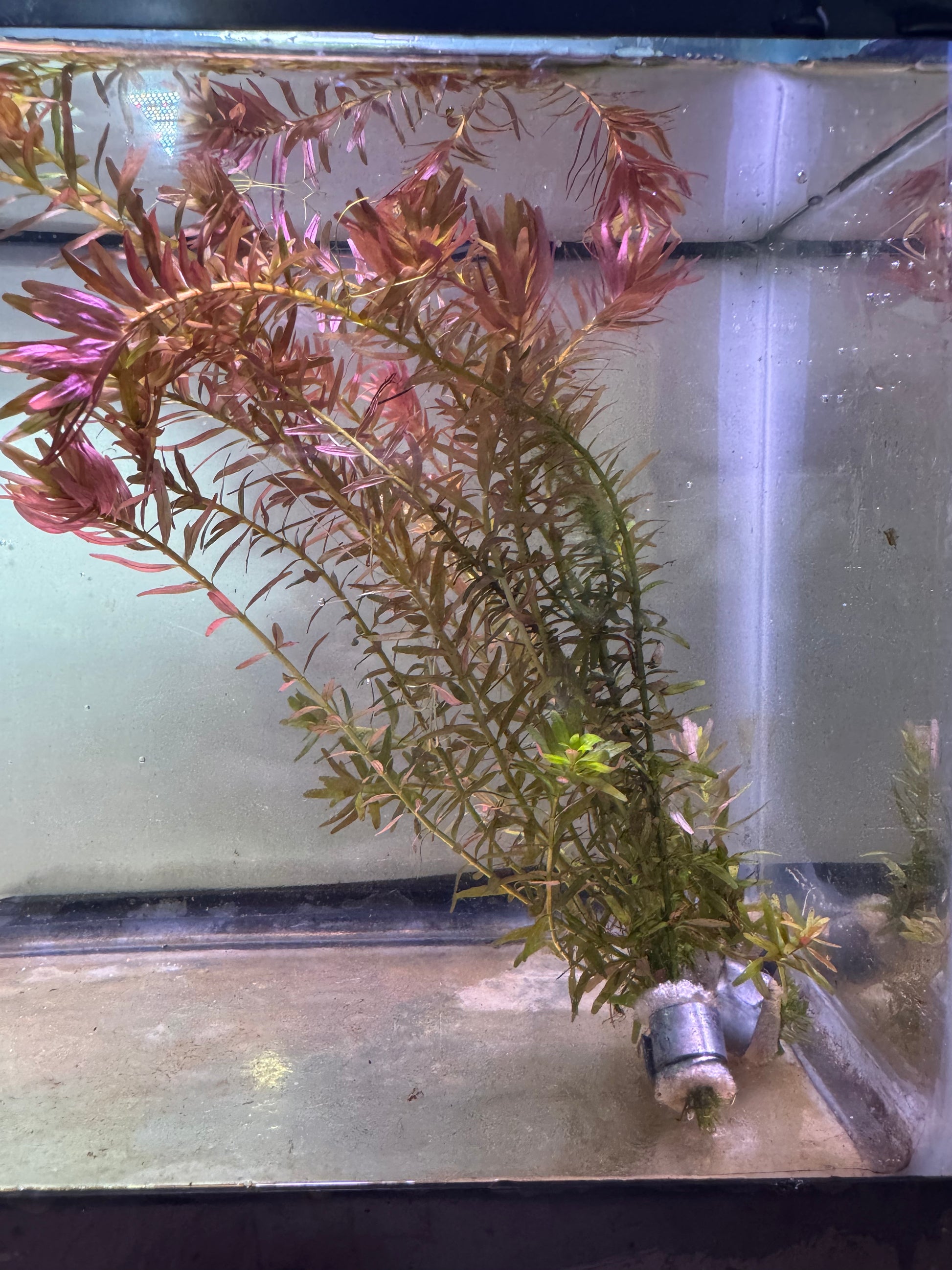 Rotala rotundofolia