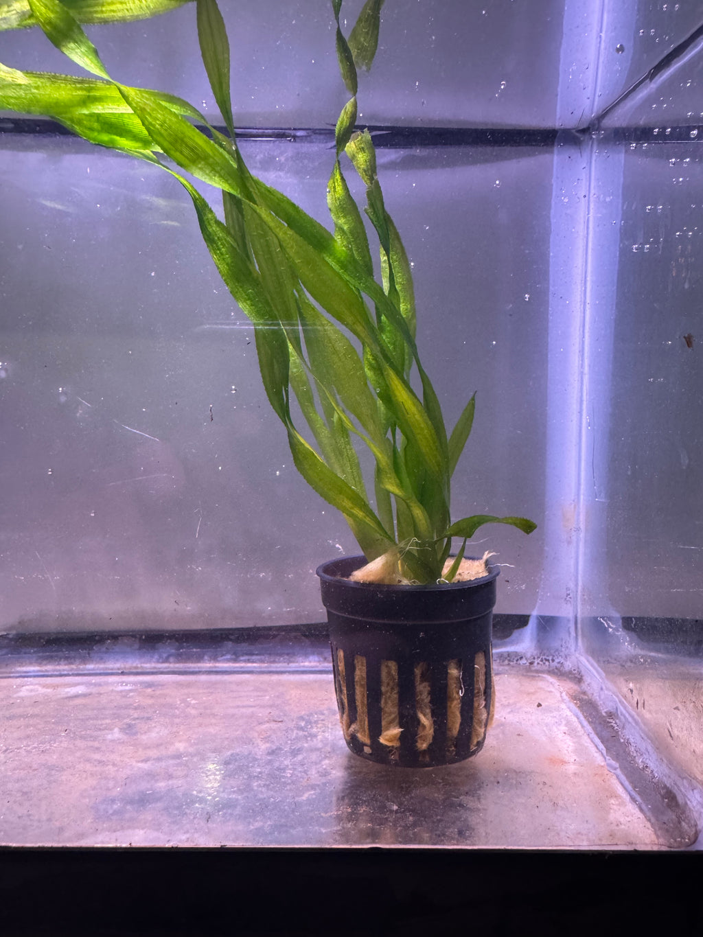 Vallisneria americana 
(American Val)
