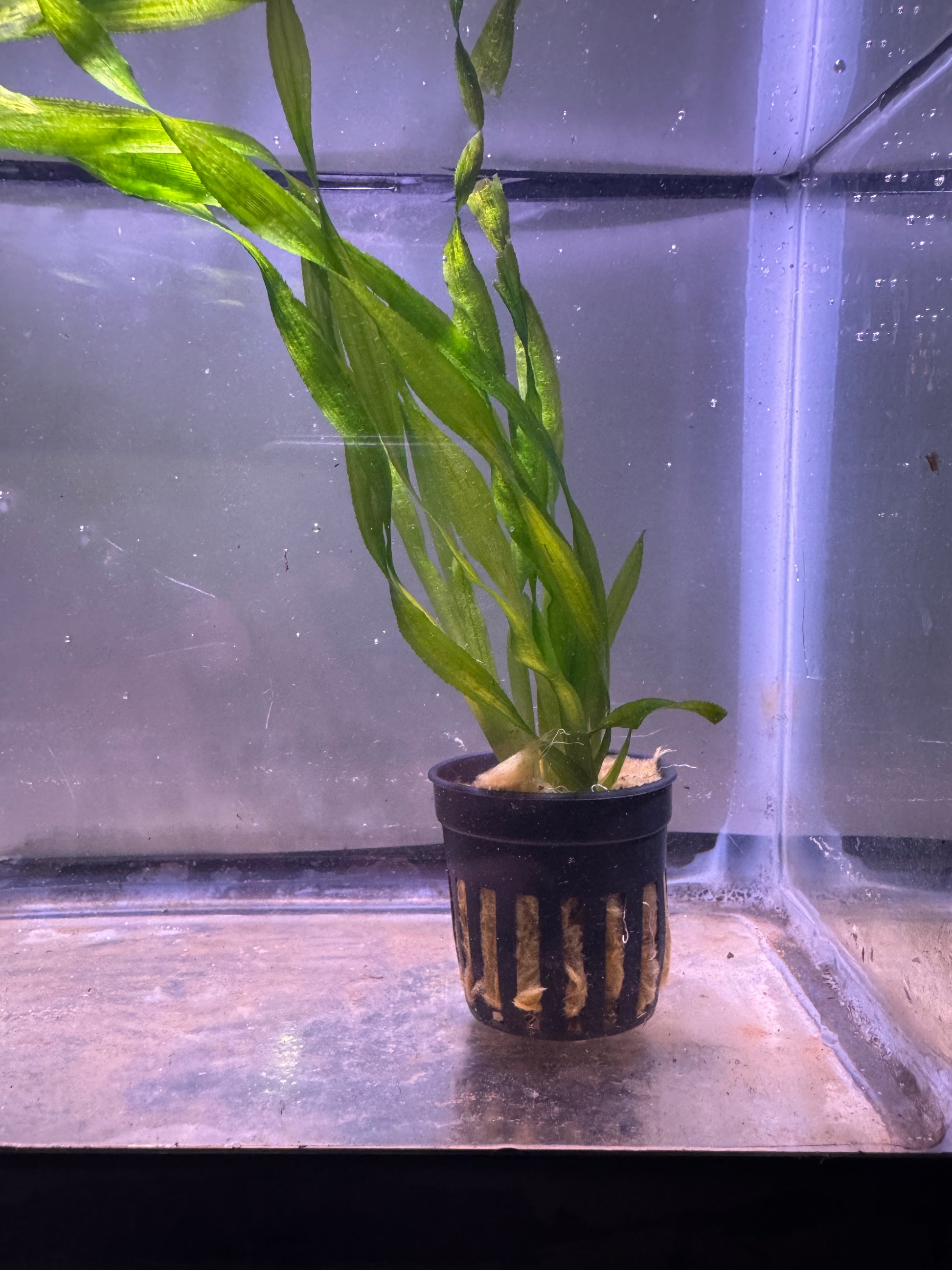 Vallisneria americana 
(American Val)