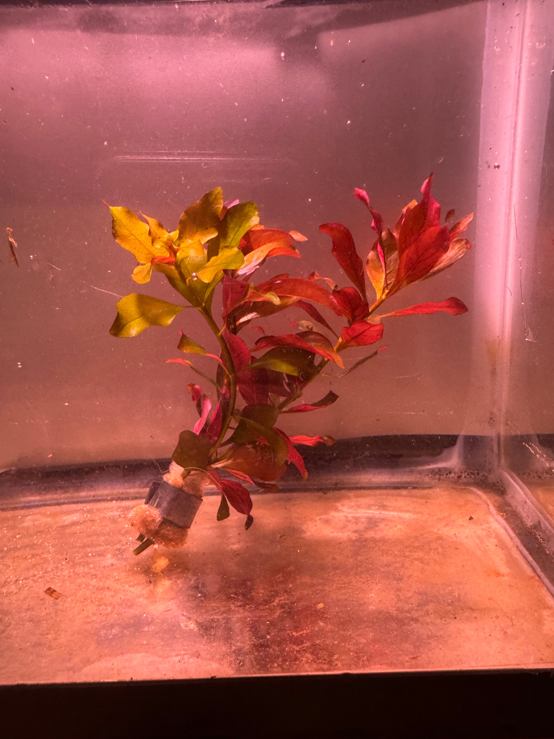 Ludwiga Gladulosa