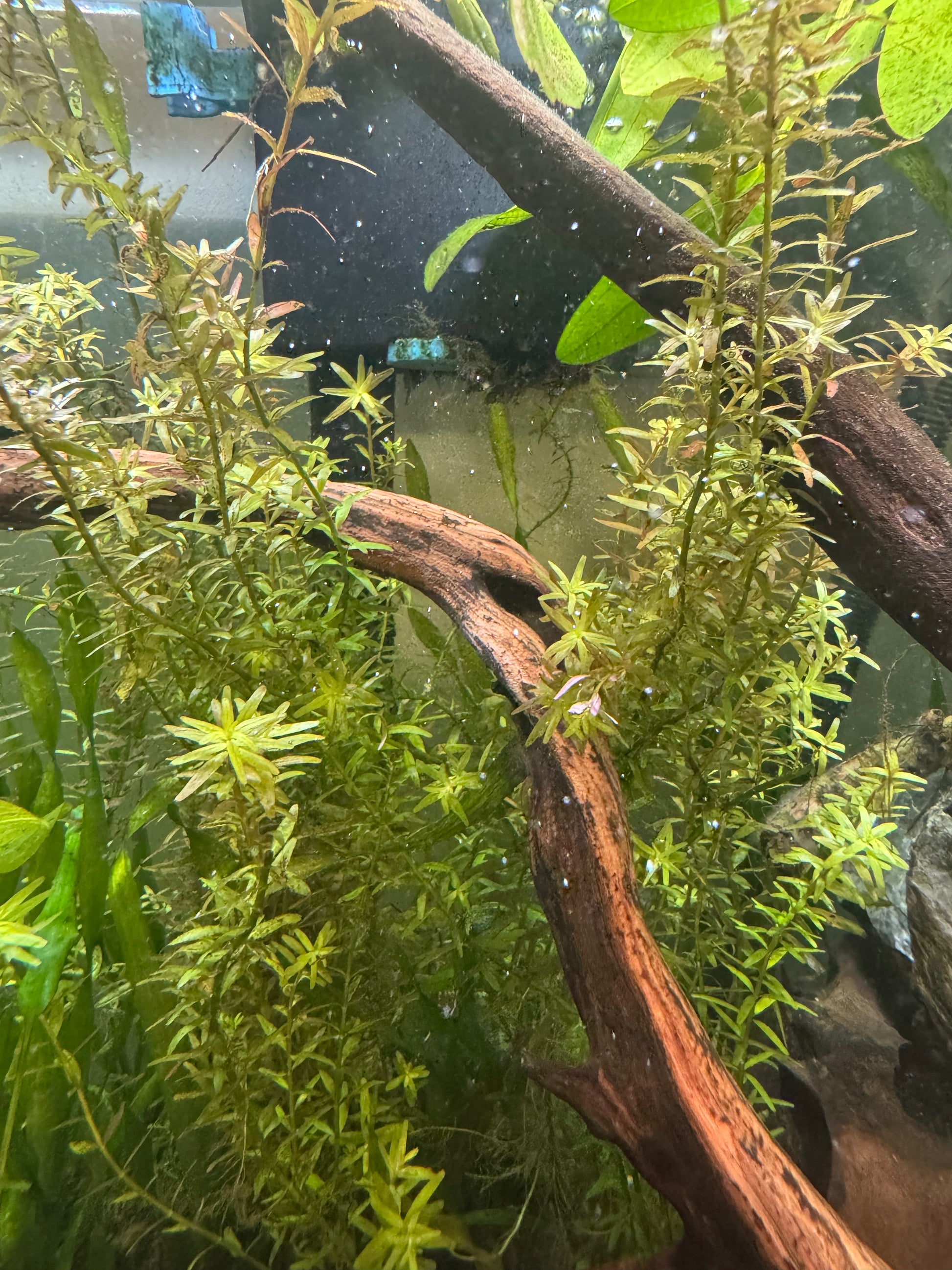 Rotala rotundofolia