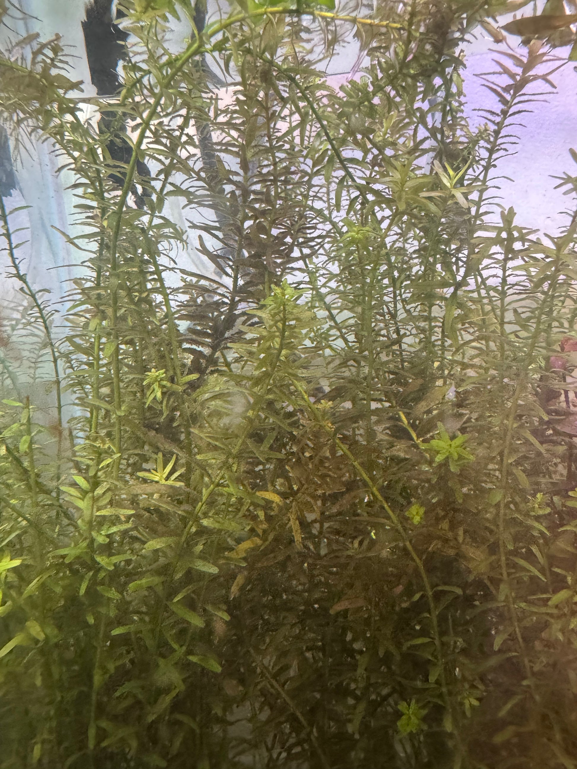 Rotala rotundofolia