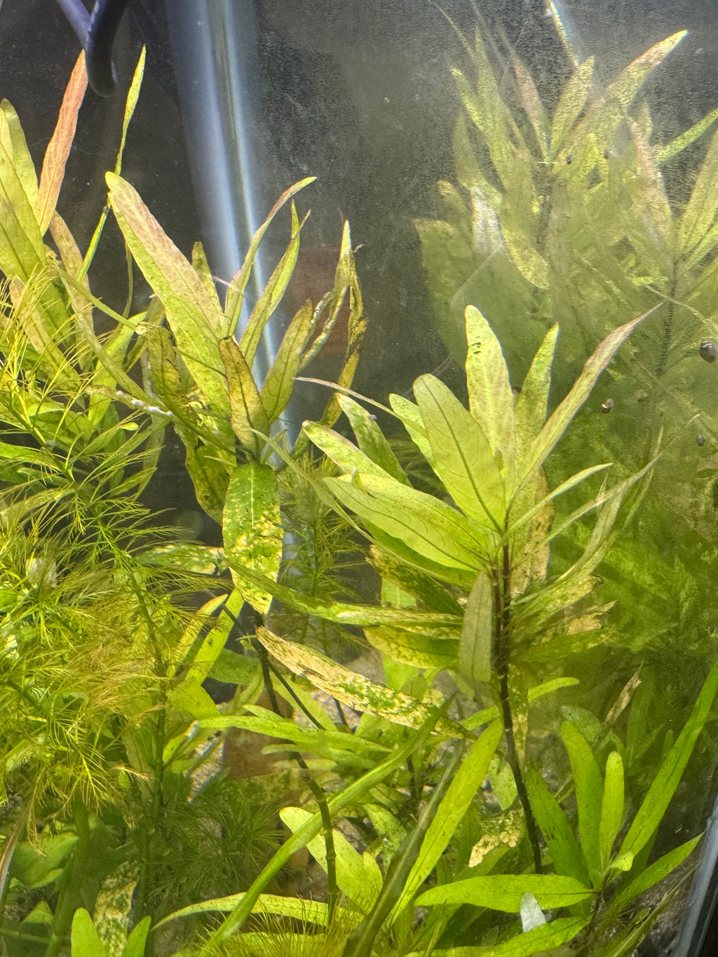 Hygrophila corymbosa (GIANT HYGRO)
