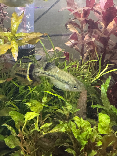 Ameca Splendens (Rare livebearer)