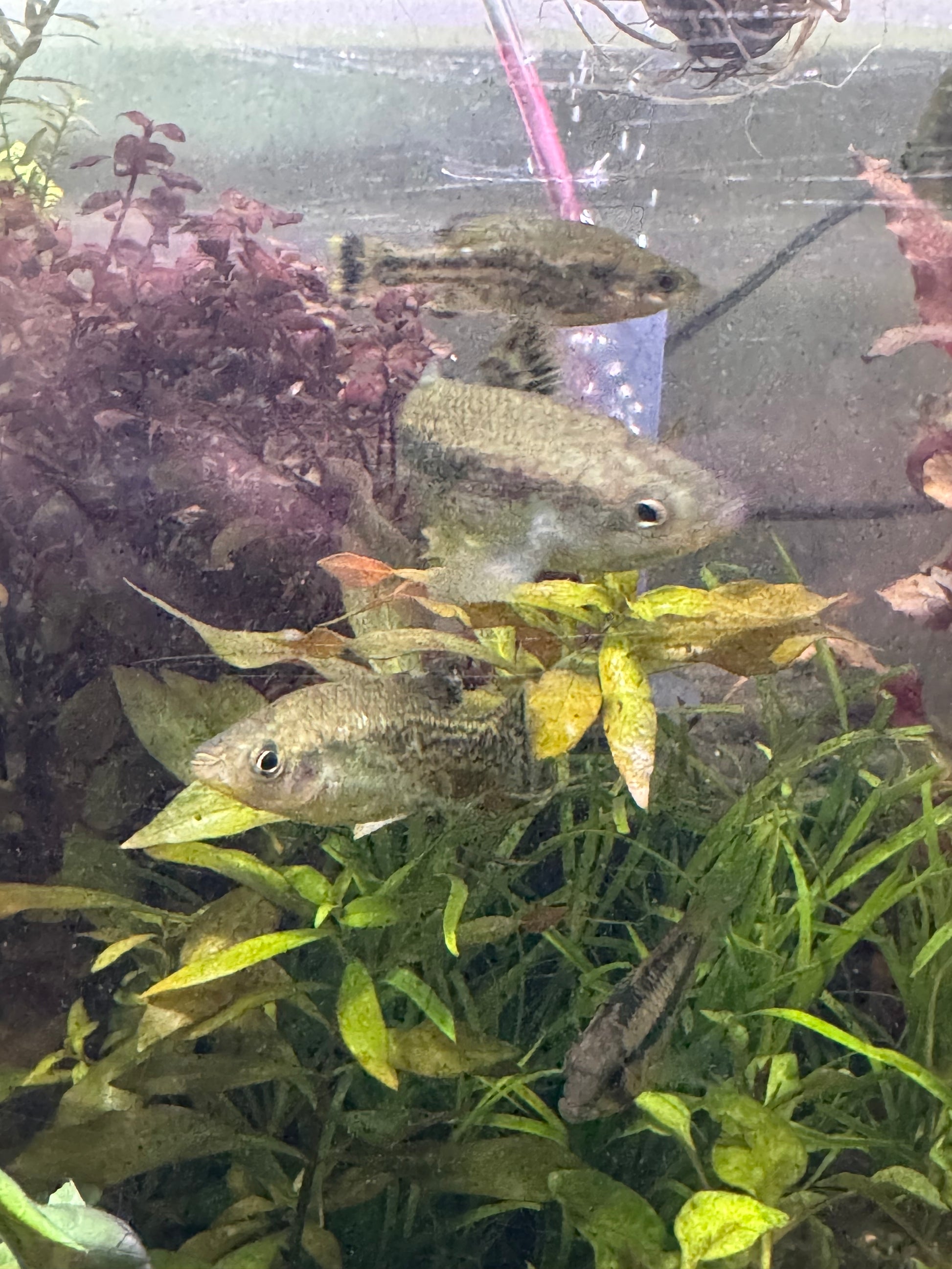 Ameca Splendens (Rare livebearer)