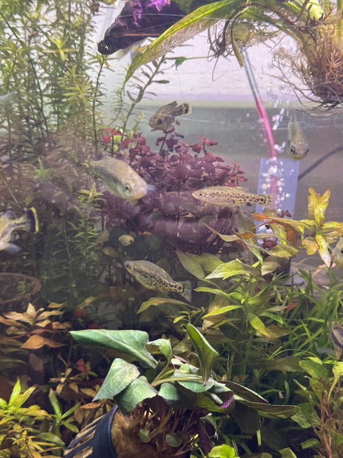 Ameca Splendens (Rare livebearer)
